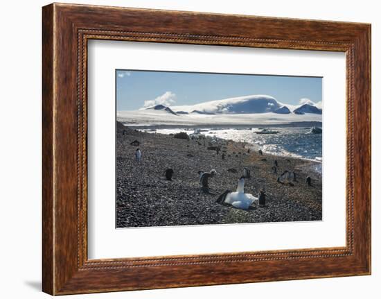Adelie and gentoo penguins, Brown Bluff, Tabarin Peninsula, Antarctica, Polar Regions-Michael Runkel-Framed Photographic Print