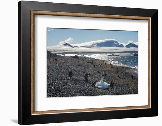 Adelie and gentoo penguins, Brown Bluff, Tabarin Peninsula, Antarctica, Polar Regions-Michael Runkel-Framed Photographic Print