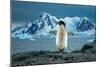 Adelie Penguin, Antarctica II-Art Wolfe-Mounted Giclee Print