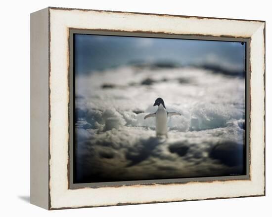 Adelie Penguin, Antarctica-Paul Souders-Framed Premier Image Canvas