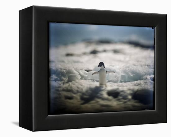 Adelie Penguin, Antarctica-Paul Souders-Framed Premier Image Canvas