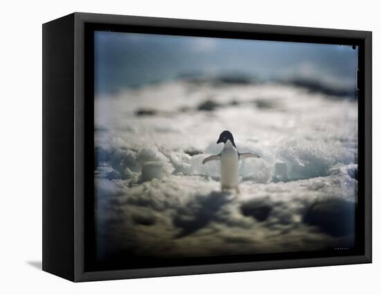 Adelie Penguin, Antarctica-Paul Souders-Framed Premier Image Canvas