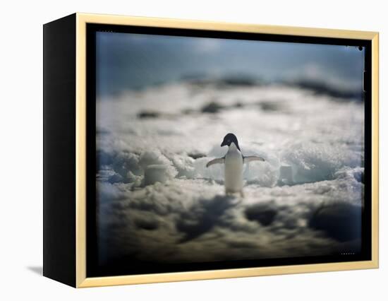 Adelie Penguin, Antarctica-Paul Souders-Framed Premier Image Canvas