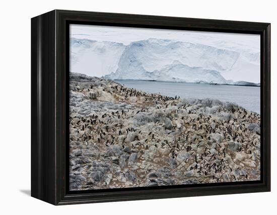 Adelie Penguin Colony (Pygoscelis Adeliae), Commonwealth Bay, Antarctica, Polar Regions-Thorsten Milse-Framed Premier Image Canvas