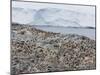 Adelie Penguin Colony (Pygoscelis Adeliae), Commonwealth Bay, Antarctica, Polar Regions-Thorsten Milse-Mounted Photographic Print