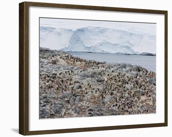 Adelie Penguin Colony (Pygoscelis Adeliae), Commonwealth Bay, Antarctica, Polar Regions-Thorsten Milse-Framed Photographic Print