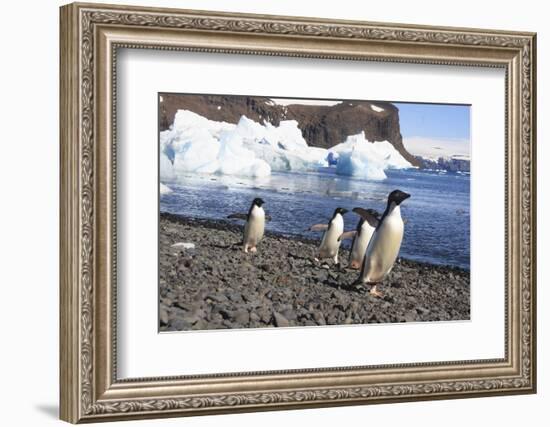 Adelie Penguin. Devil Island, Antarctica.-Tom Norring-Framed Photographic Print