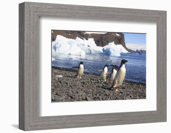 Adelie Penguin. Devil Island, Antarctica.-Tom Norring-Framed Photographic Print