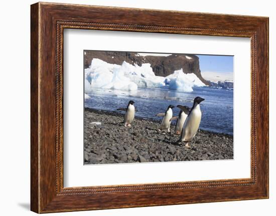 Adelie Penguin. Devil Island, Antarctica.-Tom Norring-Framed Photographic Print