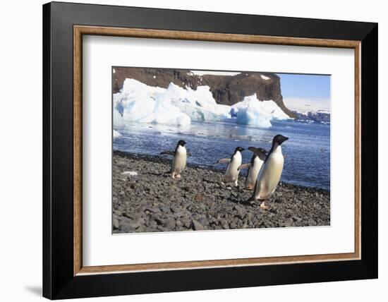 Adelie Penguin. Devil Island, Antarctica.-Tom Norring-Framed Photographic Print