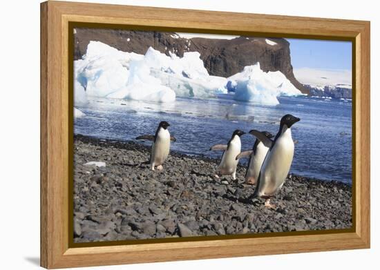 Adelie Penguin. Devil Island, Antarctica.-Tom Norring-Framed Premier Image Canvas