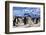 Adelie Penguin. Devil Island, Antarctica.-Tom Norring-Framed Photographic Print