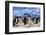 Adelie Penguin. Devil Island, Antarctica.-Tom Norring-Framed Photographic Print