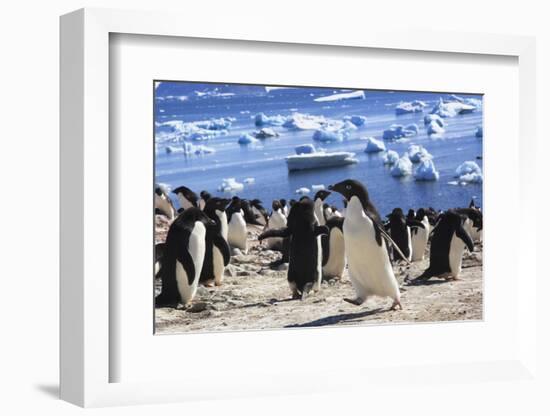 Adelie Penguin. Devil Island, Antarctica.-Tom Norring-Framed Photographic Print