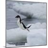 Adelie Penguin Dive-Joe McDonald-Mounted Photographic Print