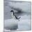 Adelie Penguin Dive-Joe McDonald-Mounted Photographic Print