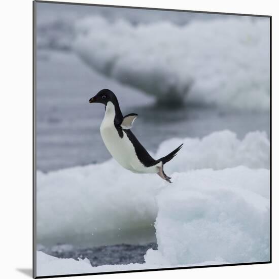 Adelie Penguin Dive-Joe McDonald-Mounted Photographic Print