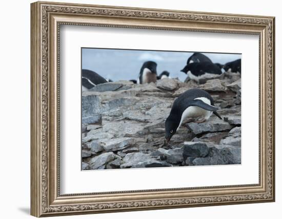 Adelie Penguin Gathering a Pebble-Joe McDonald-Framed Photographic Print