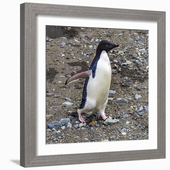 Adelie Penguin in Frei Station South Shetland Islands, Antarctica-William Perry-Framed Photographic Print