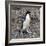 Adelie Penguin in Frei Station South Shetland Islands, Antarctica-William Perry-Framed Photographic Print