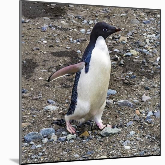 Adelie Penguin in Frei Station South Shetland Islands, Antarctica-William Perry-Mounted Photographic Print