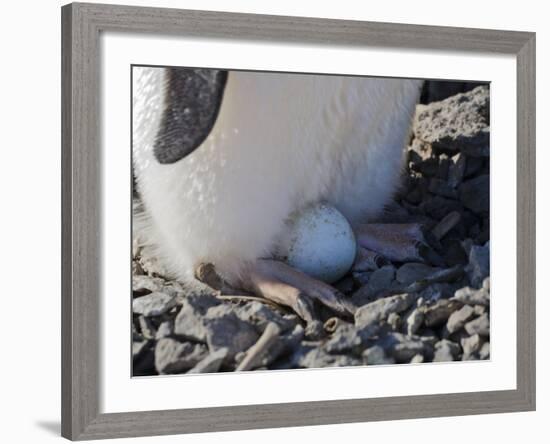 Adelie Penguin nesting egg, Paulet Island, Antarctica-Keren Su-Framed Photographic Print