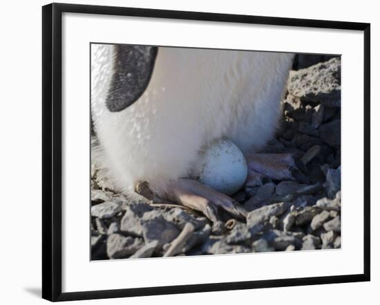 Adelie Penguin nesting egg, Paulet Island, Antarctica-Keren Su-Framed Photographic Print