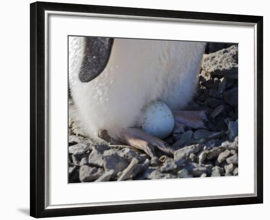 Adelie Penguin nesting egg, Paulet Island, Antarctica-Keren Su-Framed Photographic Print