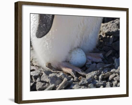 Adelie Penguin nesting egg, Paulet Island, Antarctica-Keren Su-Framed Photographic Print