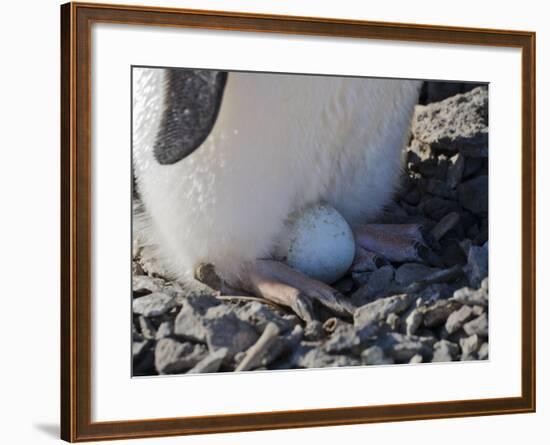 Adelie Penguin nesting egg, Paulet Island, Antarctica-Keren Su-Framed Photographic Print