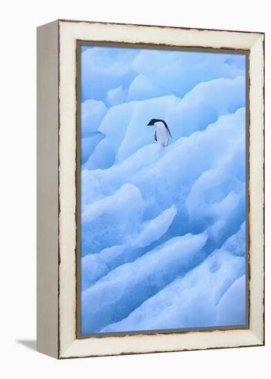 Adelie Penguin on Blue Ice-DLILLC-Framed Premier Image Canvas
