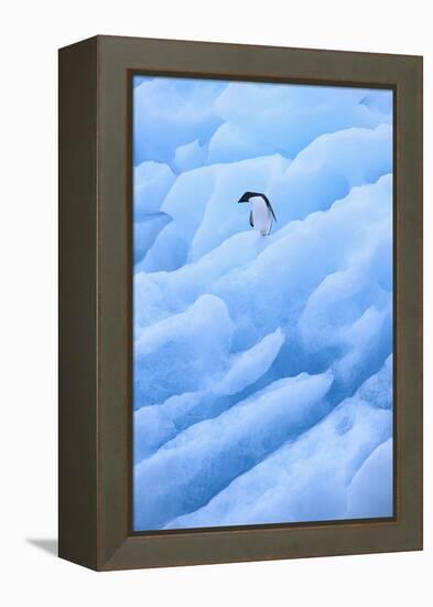Adelie Penguin on Blue Ice-DLILLC-Framed Premier Image Canvas