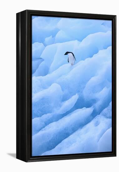 Adelie Penguin on Blue Ice-DLILLC-Framed Premier Image Canvas