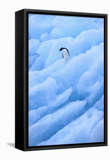 Adelie Penguin on Blue Ice-DLILLC-Framed Premier Image Canvas