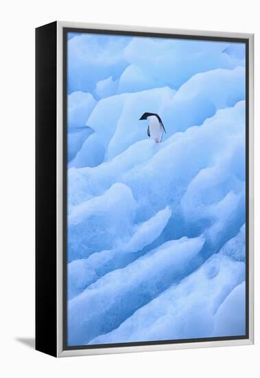 Adelie Penguin on Blue Ice-DLILLC-Framed Premier Image Canvas