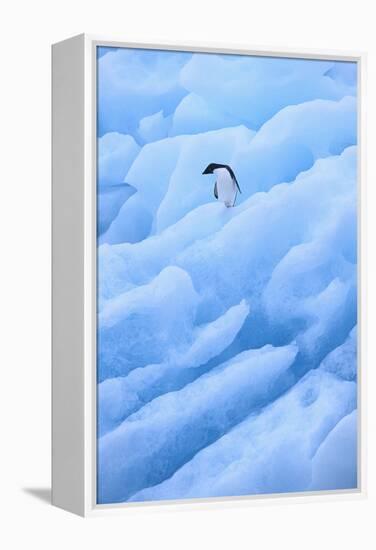 Adelie Penguin on Blue Ice-DLILLC-Framed Premier Image Canvas