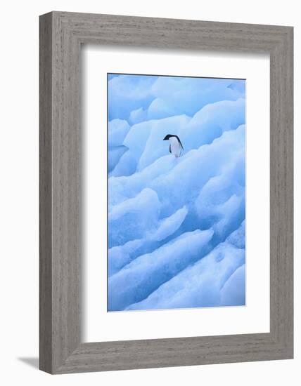 Adelie Penguin on Blue Ice-DLILLC-Framed Photographic Print