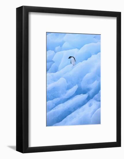 Adelie Penguin on Blue Ice-DLILLC-Framed Photographic Print