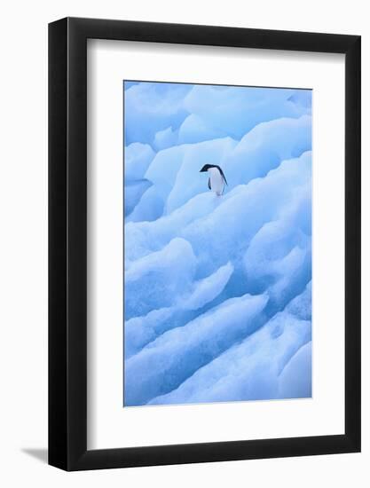 Adelie Penguin on Blue Ice-DLILLC-Framed Photographic Print