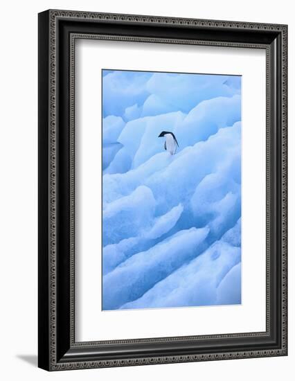 Adelie Penguin on Blue Ice-DLILLC-Framed Photographic Print