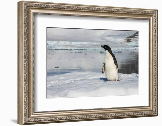 Adelie penguin (Pygoscelis adeliae) colony in Hope Bay, Antarctica, Polar Regions-Michael Runkel-Framed Photographic Print