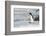 Adelie penguin (Pygoscelis adeliae) colony in Hope Bay, Antarctica, Polar Regions-Michael Runkel-Framed Photographic Print