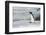 Adelie penguin (Pygoscelis adeliae) colony in Hope Bay, Antarctica, Polar Regions-Michael Runkel-Framed Photographic Print