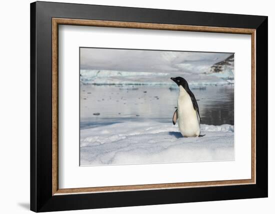 Adelie penguin (Pygoscelis adeliae) colony in Hope Bay, Antarctica, Polar Regions-Michael Runkel-Framed Photographic Print