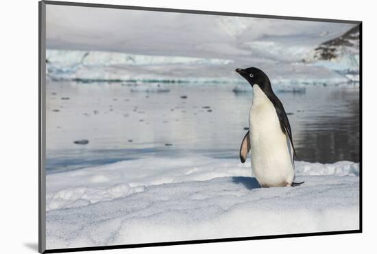 Adelie penguin (Pygoscelis adeliae) colony in Hope Bay, Antarctica, Polar Regions-Michael Runkel-Mounted Photographic Print