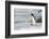 Adelie penguin (Pygoscelis adeliae) colony in Hope Bay, Antarctica, Polar Regions-Michael Runkel-Framed Photographic Print