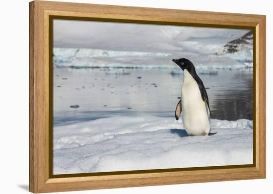 Adelie penguin (Pygoscelis adeliae) colony in Hope Bay, Antarctica, Polar Regions-Michael Runkel-Framed Premier Image Canvas