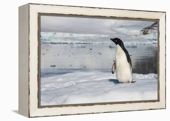 Adelie penguin (Pygoscelis adeliae) colony in Hope Bay, Antarctica, Polar Regions-Michael Runkel-Framed Premier Image Canvas