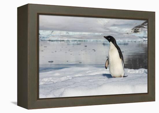 Adelie penguin (Pygoscelis adeliae) colony in Hope Bay, Antarctica, Polar Regions-Michael Runkel-Framed Premier Image Canvas