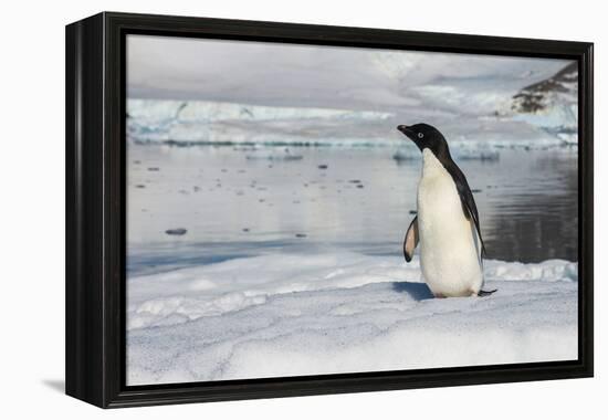 Adelie penguin (Pygoscelis adeliae) colony in Hope Bay, Antarctica, Polar Regions-Michael Runkel-Framed Premier Image Canvas